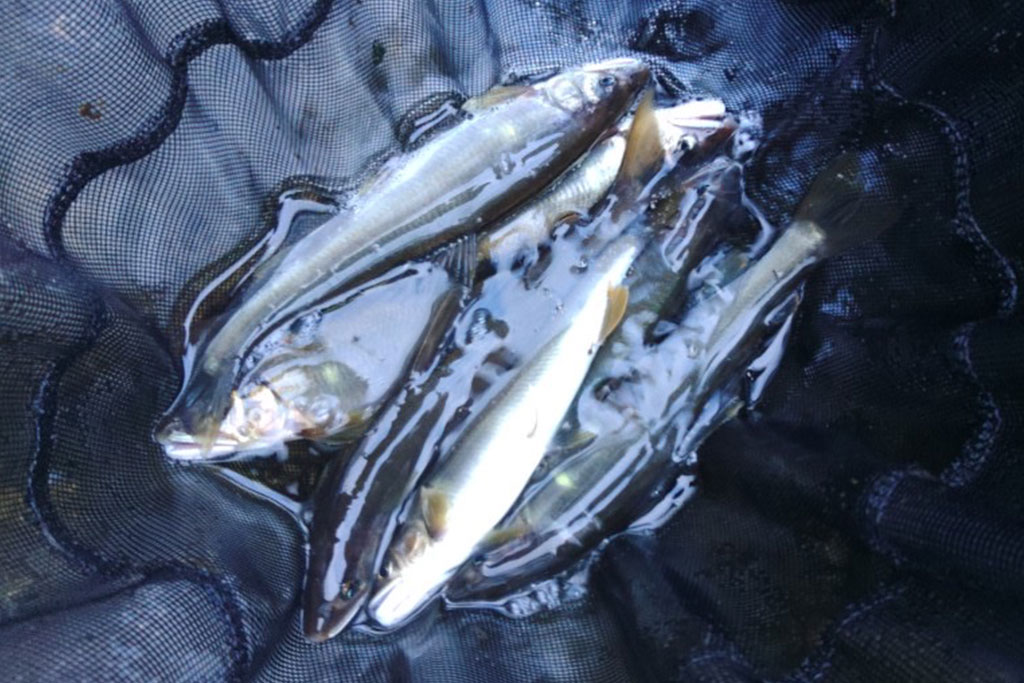鮎釣りの始め方完全ガイド｜初心者向け道具選びと仕掛けの基本